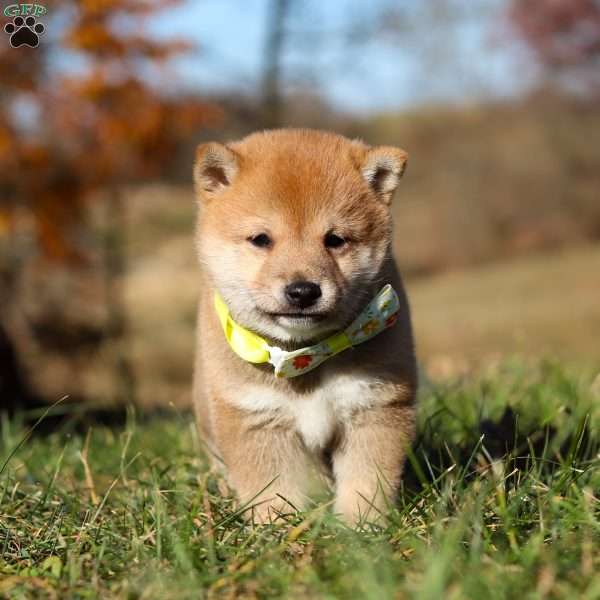 Ollie, Shiba Inu Puppy